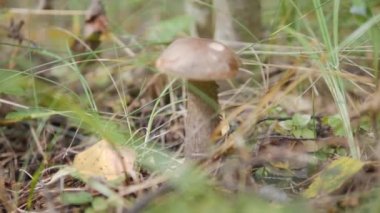 Leccinum sonbahar ormanda