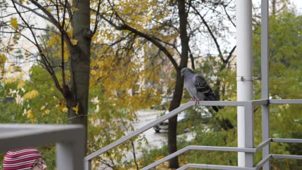 Tid på året, hösten. Lekande barn i naturen — Stockvideo