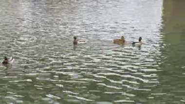 Sonbahar. Döşeli şehir waterfront yürümek.