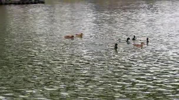 Hösten. Promenera på den asfalterade city waterfront. — Stockvideo