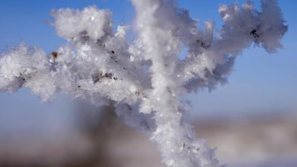 Téli táj. Növekedés ellen a kék ég. — Stock videók