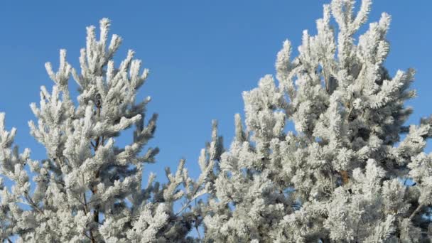 Paesaggio invernale. Crescita contro il cielo blu . — Video Stock