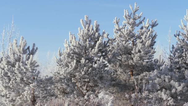 Paesaggio invernale. Crescita contro il cielo blu . — Video Stock