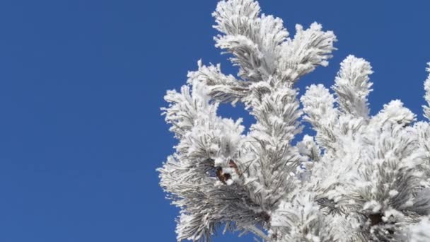 Paesaggio invernale. Crescita contro il cielo blu . — Video Stock