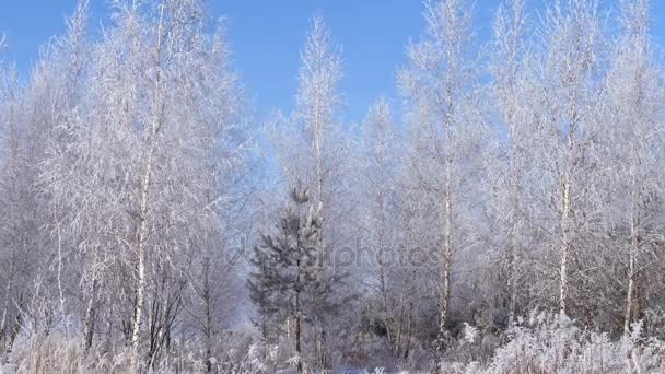Paisaje invernal. Crecimiento contra el cielo azul . — Vídeos de Stock
