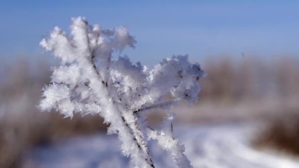 Paesaggio invernale. Crescita contro il cielo blu . — Video Stock