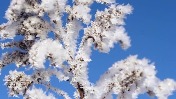 Paesaggio invernale. Crescita contro il cielo blu . — Video Stock