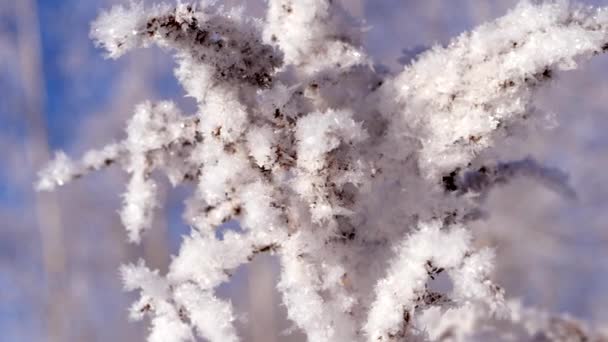 Paisaje invernal. Crecimiento contra el cielo azul . — Vídeo de stock