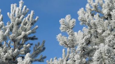 Kış manzarası. Büyüme mavi gökyüzü.