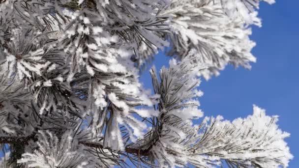 Paisagem de inverno. Crescimento contra o céu azul . — Vídeo de Stock