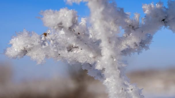 Winterlandschaft. Wachstum gegen den blauen Himmel. — Stockvideo