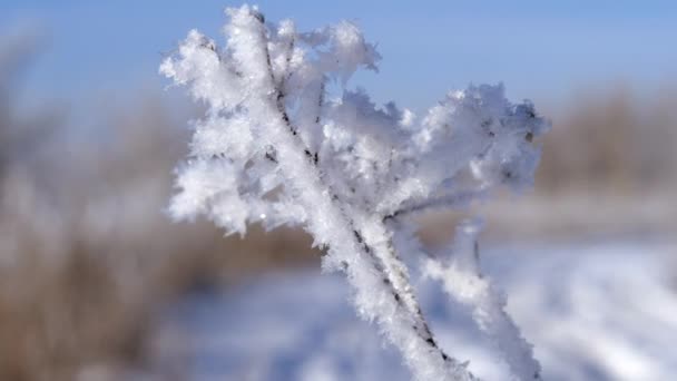 Paisaje invernal. Crecimiento contra el cielo azul . — Vídeo de stock