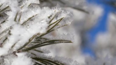 Kış manzarası. Büyüme mavi gökyüzü.