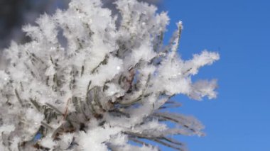 Kış manzarası. Büyüme mavi gökyüzü.