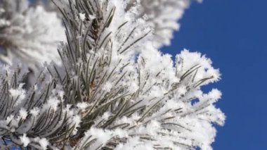 Kış manzarası. Büyüme mavi gökyüzü.