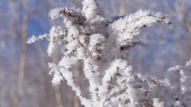 Paisaje invernal. Crecimiento contra el cielo azul . — Vídeos de Stock