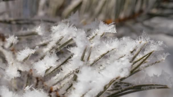 Paesaggio invernale. Crescita contro il cielo blu . — Video Stock