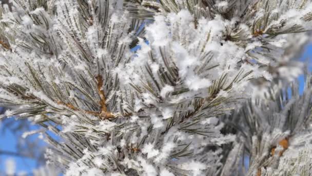 Paisaje invernal. Crecimiento contra el cielo azul . — Vídeo de stock