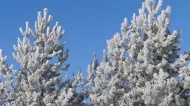 Kış manzarası. Büyüme mavi gökyüzü.