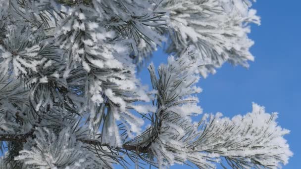 Paesaggio invernale. Crescita contro il cielo blu . — Video Stock
