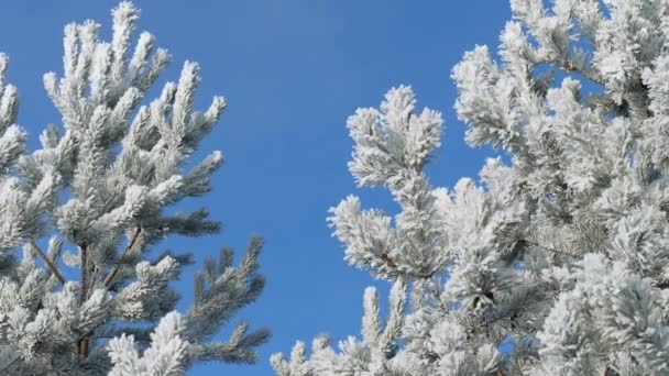 Paisaje invernal. Crecimiento contra el cielo azul . — Vídeo de stock