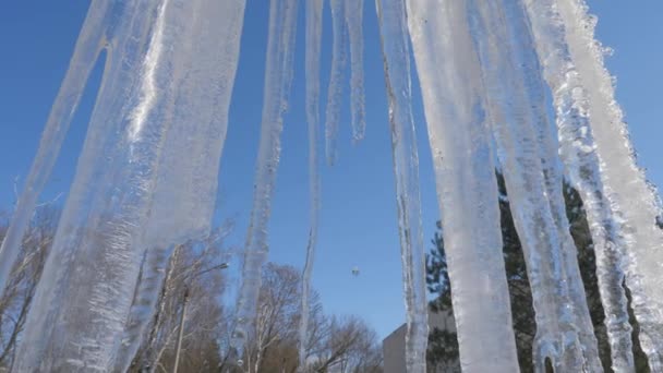 Gotas de primavera, icicles — Vídeo de Stock