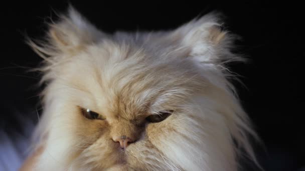 Gato persa sobre fondo negro. Un gato de un color melocotón se sienta y mira a la cámara, lamiendo y guiñando el ojo . — Vídeos de Stock