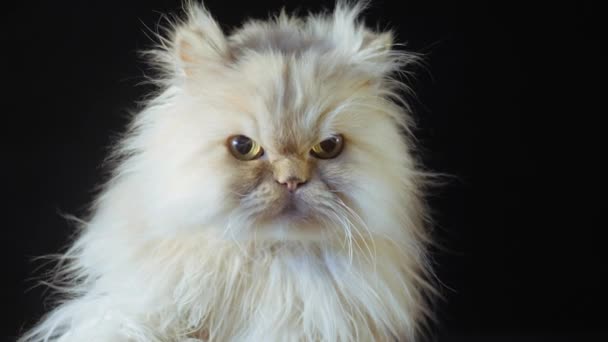 Persian cat on a black background. A cat of a peach color sits and looks at the camera, licking and winking at the eye. — Stock Video