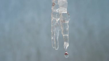 Damlama Icicle. buz sarkıtları, çatıdan asılı saçağı eriyor, Bahar damla