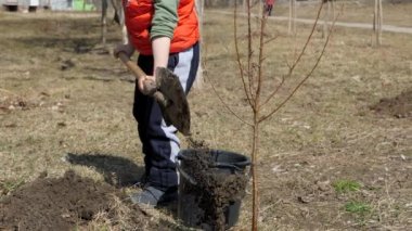 Bahar. Meyve ağaçları çok katlı Konut Binası yanındaki dikim küçük bir çocuk. Ekoloji, sokakta fidan dikim. Çocuk bir süngü kürek ile toprak altında bir ekili bir deliğe uyuyor