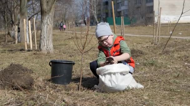 Våren. En liten pojke plantera fruktträd bredvid ett Flervånings bostadshus. Ekologi, plantering plantor på gatan. jord faller långsamt från barnet lite händer på den — Stockvideo