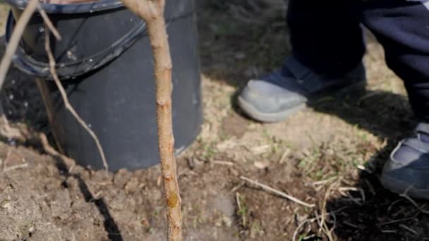 Frühling. Ein kleiner Junge pflanzt Obstbäume neben einem mehrstöckigen Wohnhaus. Ökologie, Pflanzung von Setzlingen auf der Straße. Wassertropfen fallen langsam von den kleinen Handflächen des Kindes auf die — Stockvideo