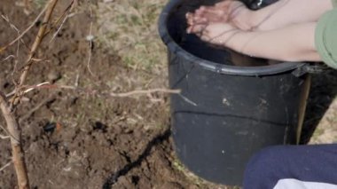 Bahar. Meyve ağaçları çok katlı Konut Binası yanındaki dikim küçük bir çocuk. Ekoloji, sokakta fidan dikim. Yavaş yavaş su damlaları düşen çocuğa küçük avuç üzerinden
