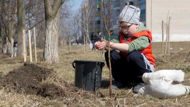 Frühling. Ein kleiner Junge pflanzt Obstbäume neben einem mehrstöckigen Wohnhaus. Ökologie, Pflanzung von Setzlingen auf der Straße. Wassertropfen fallen langsam von den kleinen Handflächen des Kindes auf die — Stockvideo