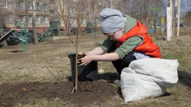春。多階建ての住宅建物の横に果樹を植える少年。生態学、路上で苗を植えます。黒いプラスチックからアプリコットの苗の水やりのメガネの子 — ストック動画