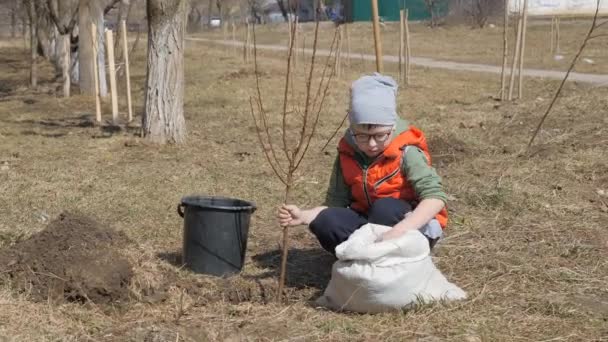 Primavera. Un ragazzino piantare alberi da frutto accanto a un edificio residenziale a più piani. Ecologia, piantare piantine per strada. bambino in occhiali mette una piantina di semenzaio di albicocca in un buco e cumuli — Video Stock