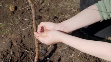 Bahar. Meyve ağaçları çok katlı Konut Binası yanındaki dikim küçük bir çocuk. Ekoloji, sokakta fidan dikim. Yavaş yavaş su damlaları düşen çocuğa küçük avuç üzerinden