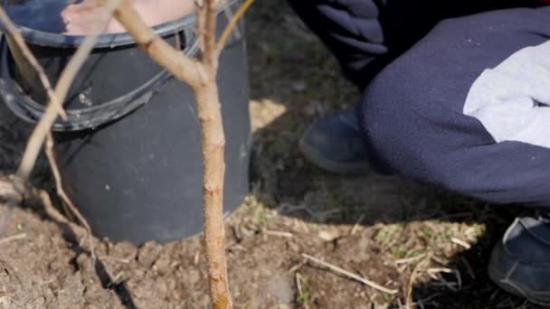 春。多階建ての住宅建物の横に果樹を植える少年。生態学、路上で苗を植えます。水の滴がゆっくりと子の小さなヤシの木から落ちる、 — ストック動画