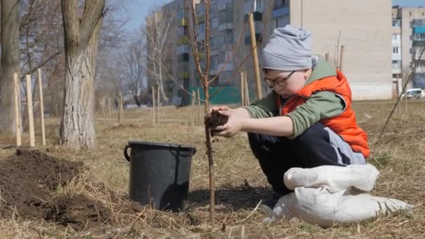 春。多階建ての住宅建物の横に果樹を植える少年。生態学、路上で苗を植えます。メガネの子穴およびヒープのアプリコットの苗を設定します、 — ストック動画