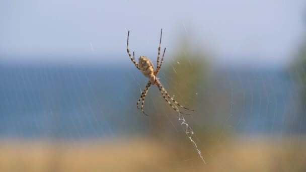 Spider stă pe o pânză. Crimeea păianjen Argiope Lobate . — Videoclip de stoc