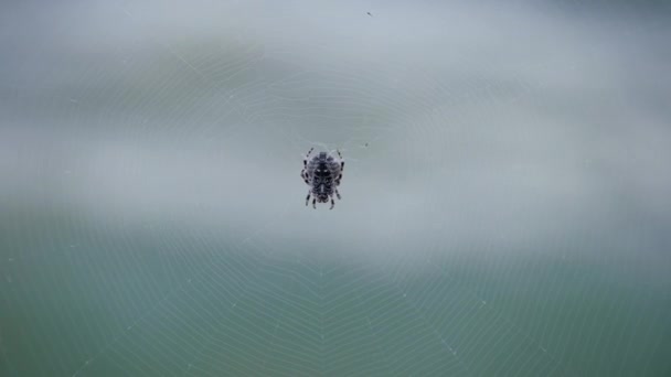Spider zit op een web. Krymspin Alkoga. — Stockvideo
