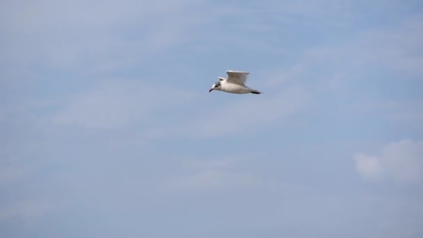 Летящая чайка на голубом небе. — стоковое видео
