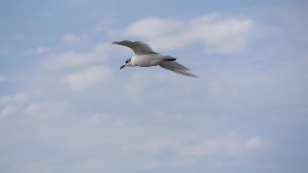 Gaivota voadora contra o céu azul. — Vídeo de Stock