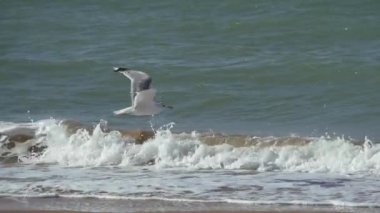 Martı havalanıyor ve köpüklü dalgalara doğru iniyor..