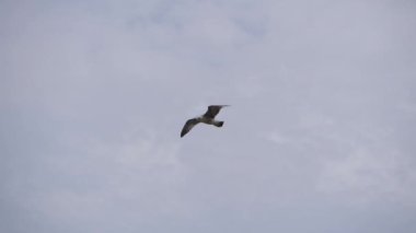 Mavi gökyüzüne karşı uçan martı.