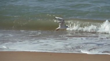 Martı havalanıyor ve köpüklü dalgalara doğru iniyor. Dalgalar kumlu sahili yıkıyor..