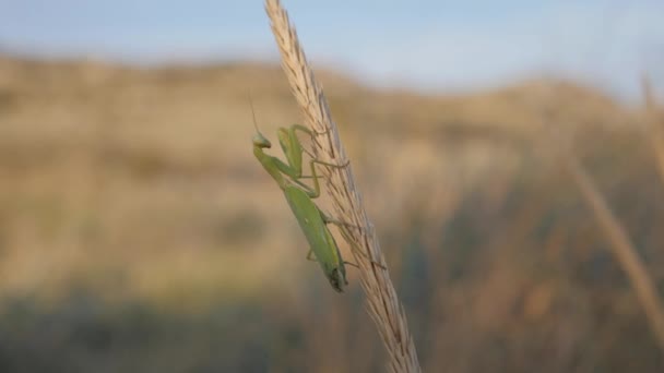 Insectos Hábitat Natural Una Mantis Religiosa Asienta Sobre Una Inflorescencia — Vídeos de Stock