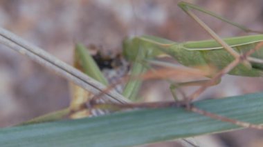 Böcekler doğal ortamlarında. Peygamber devesi çekirgeyi yiyor. Peygamber devesi dini, peygamberdevesi çekirgeyi yer. Yiyeceği ön ayaklarıyla kavramaya adapte olmuş büyük yırtıcı böcekler..