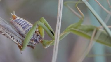 Böcekler doğal ortamlarında. Peygamber devesi çekirgeyi yiyor. Peygamber devesi dini, peygamberdevesi çekirgeyi yer. Yiyeceği ön ayaklarıyla kavramaya adapte olmuş büyük yırtıcı böcekler..