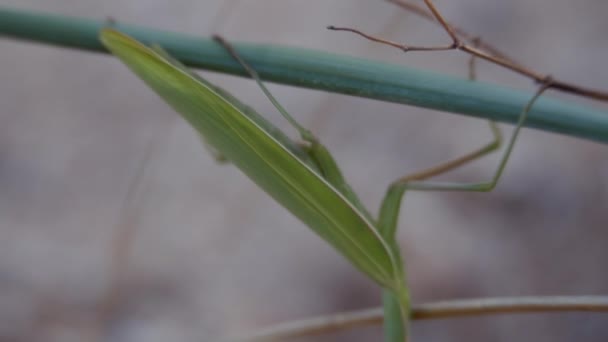 Insectos Hábitat Natural Mantis Come Langosta Mantis Religiosa Mantis Come — Vídeos de Stock